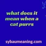 what does it mean when a cat purrs