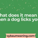 what does it mean when a dog licks you